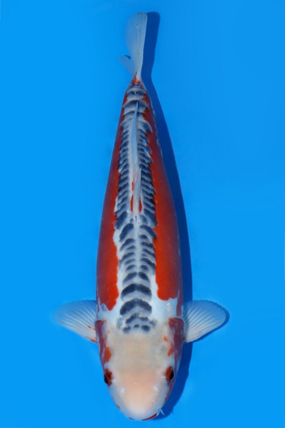 Juara 1