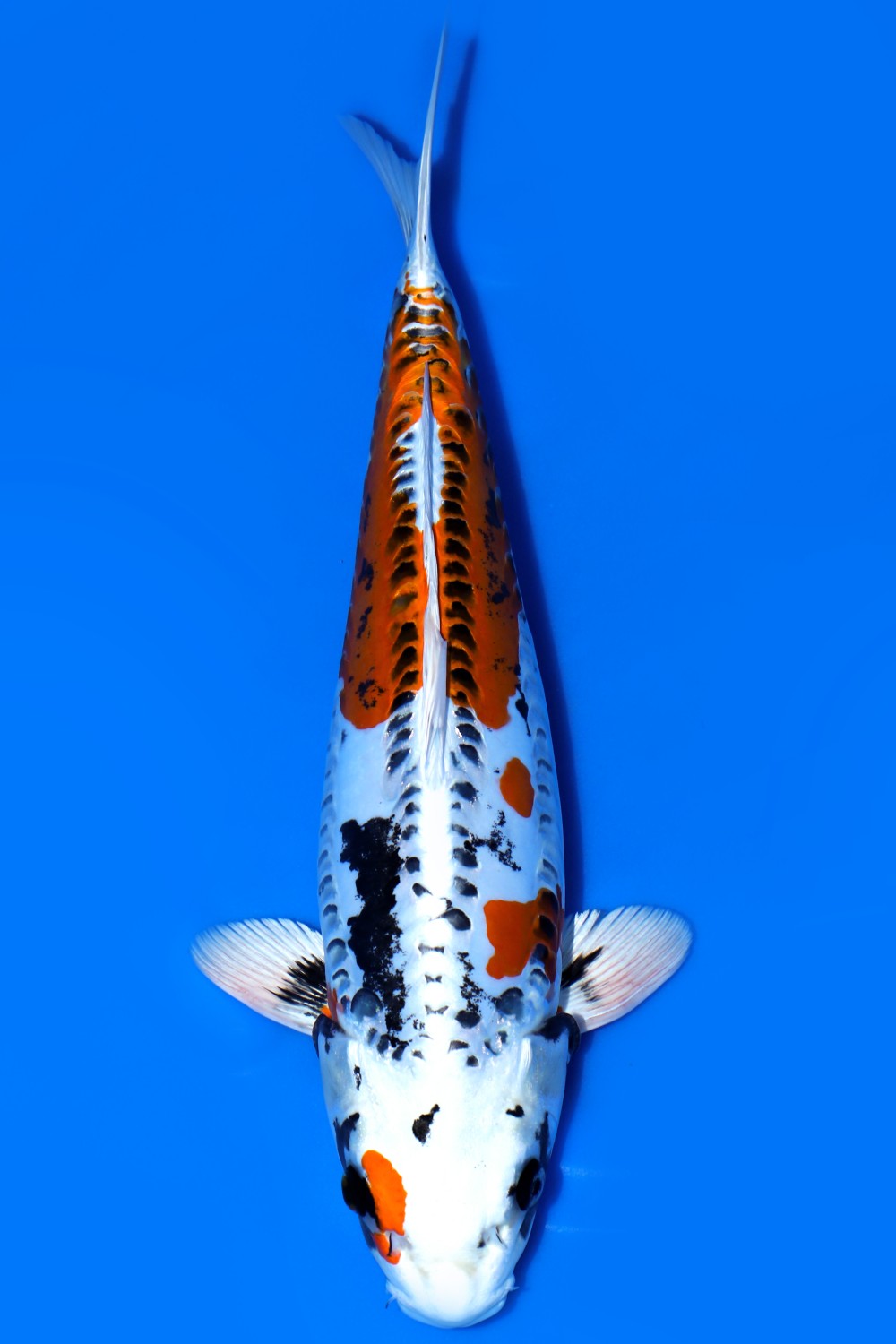 Juara 2