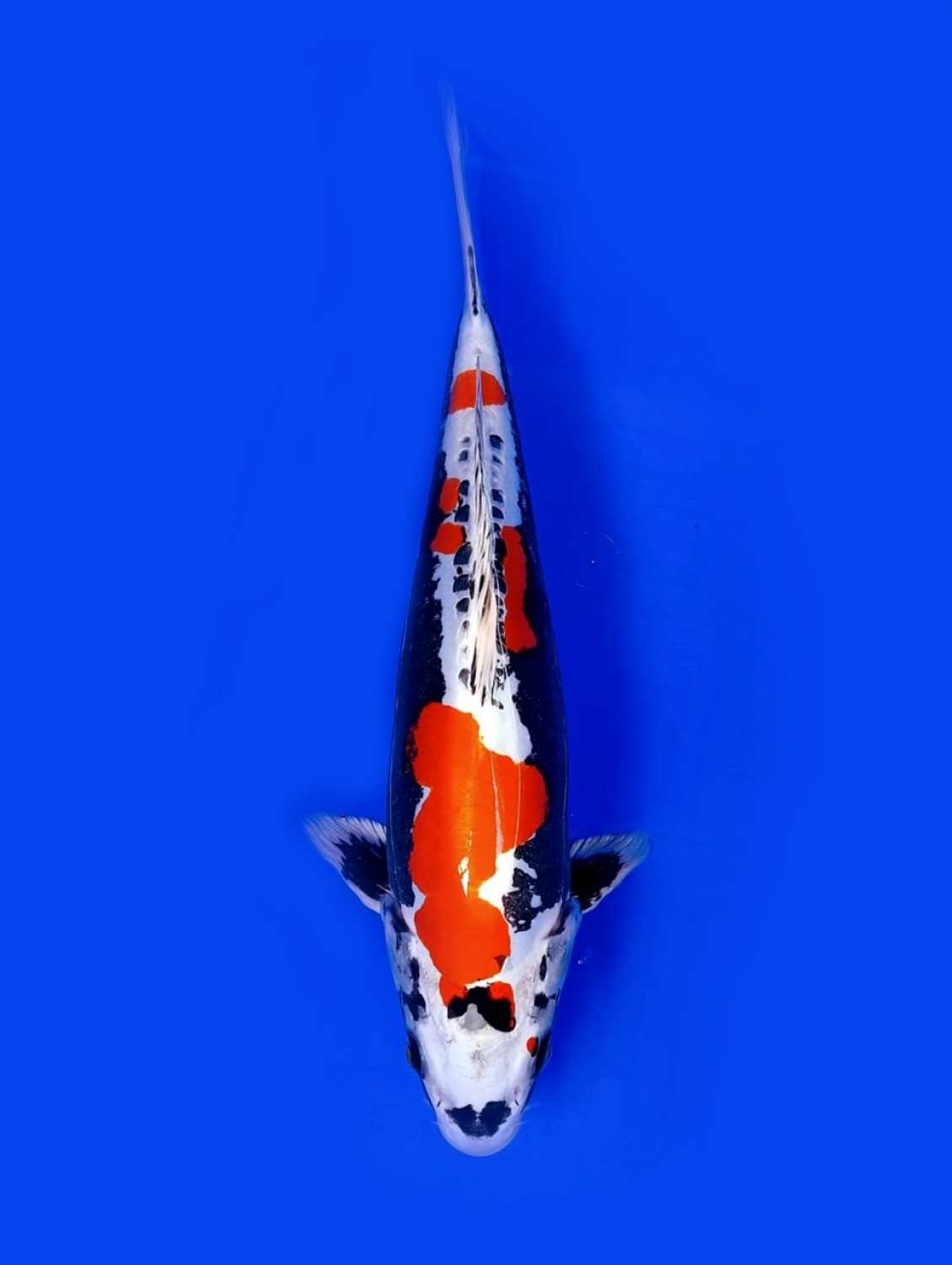 Juara 1