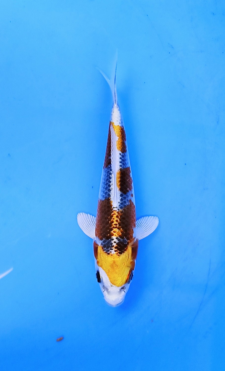 Juara 5