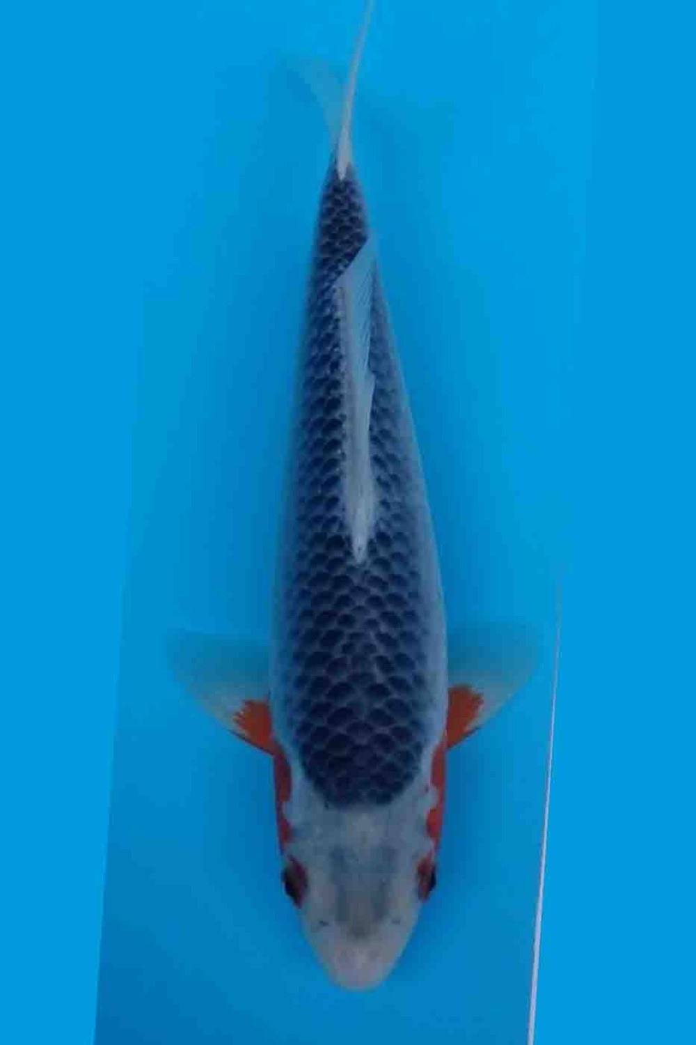 Juara 1