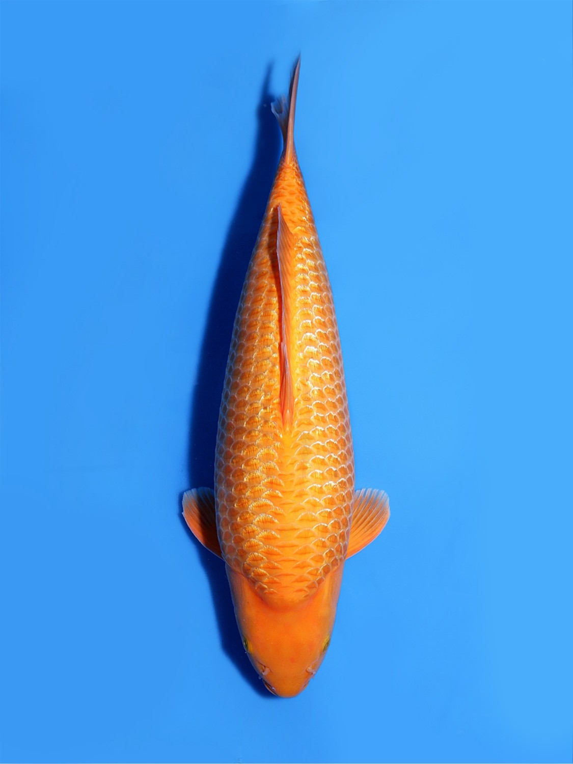 Juara 4