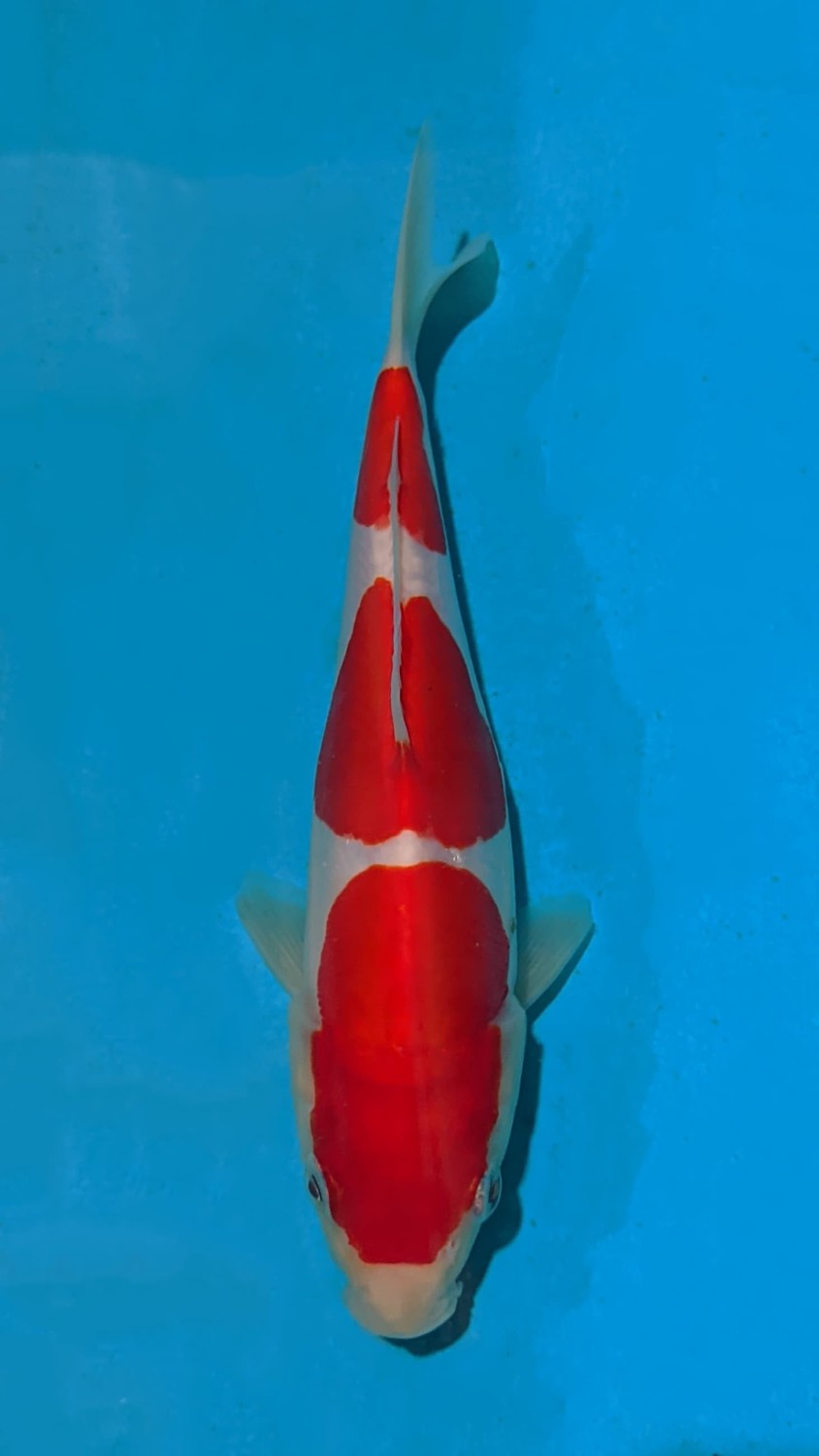 Juara 2