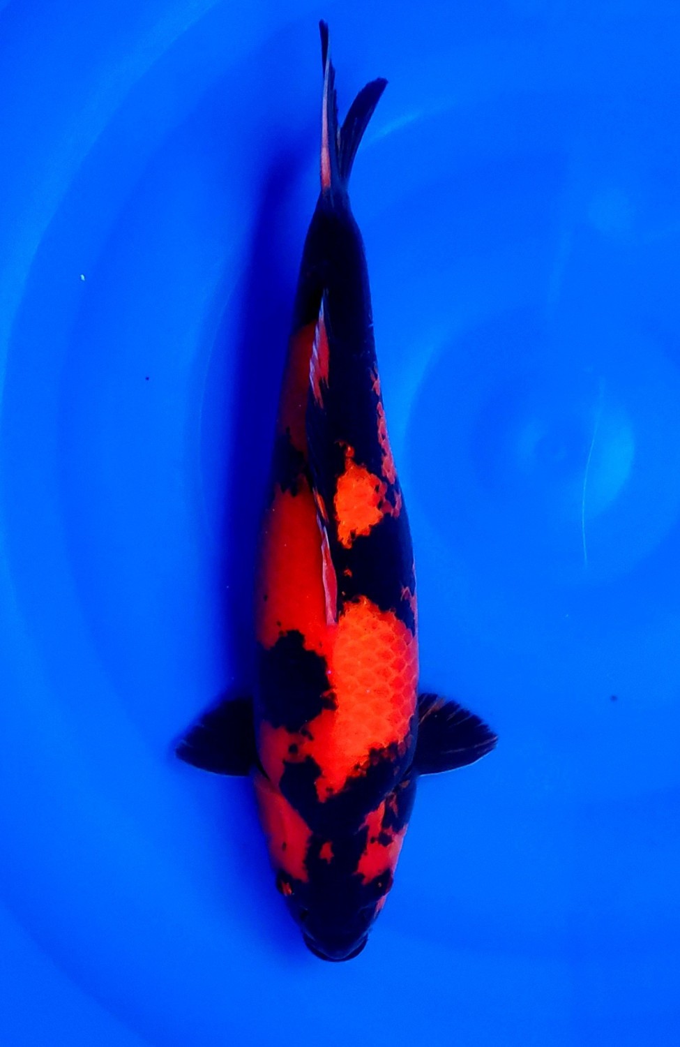 D. Cempaka Junior Champion
