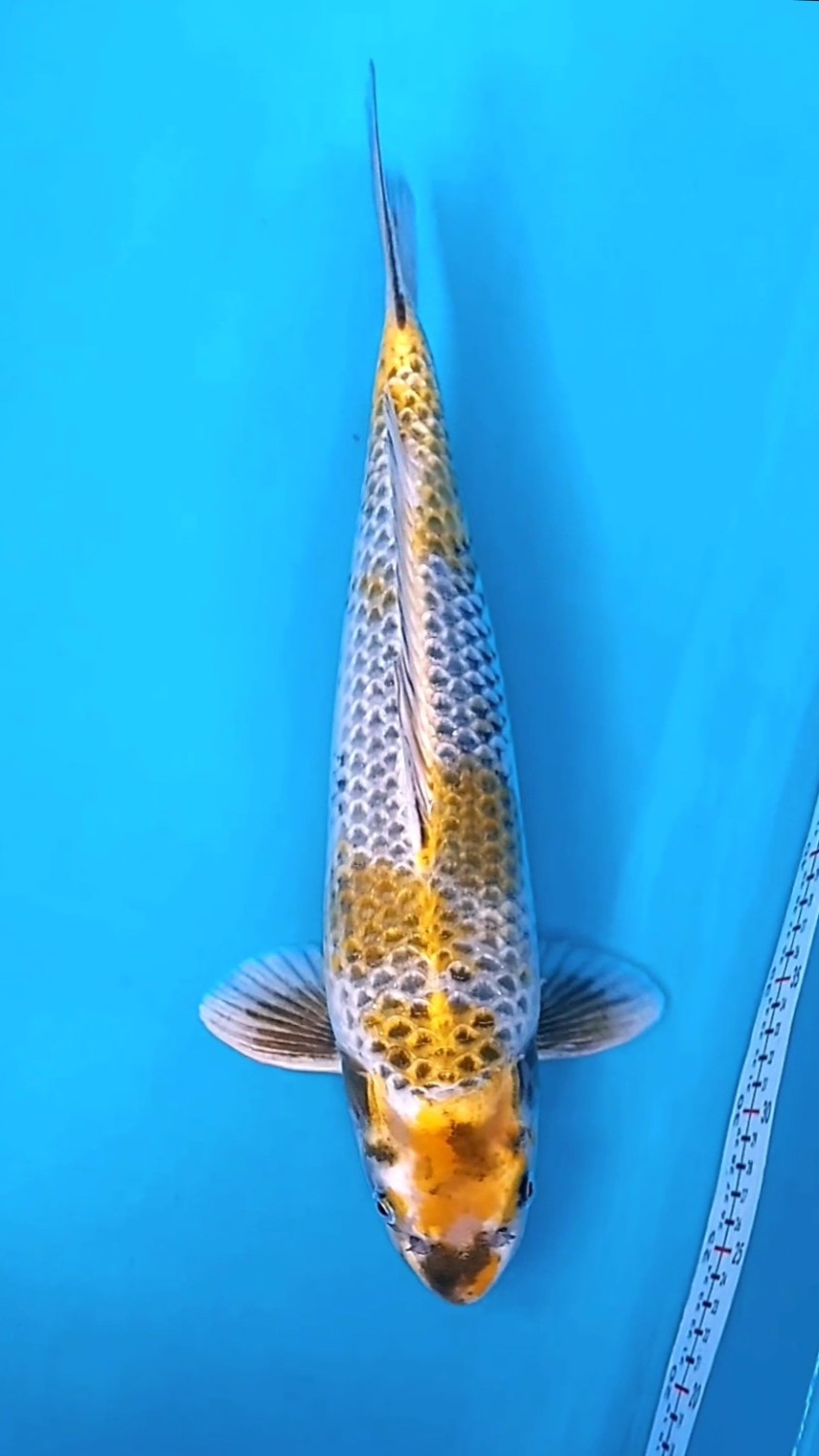 Juara 5