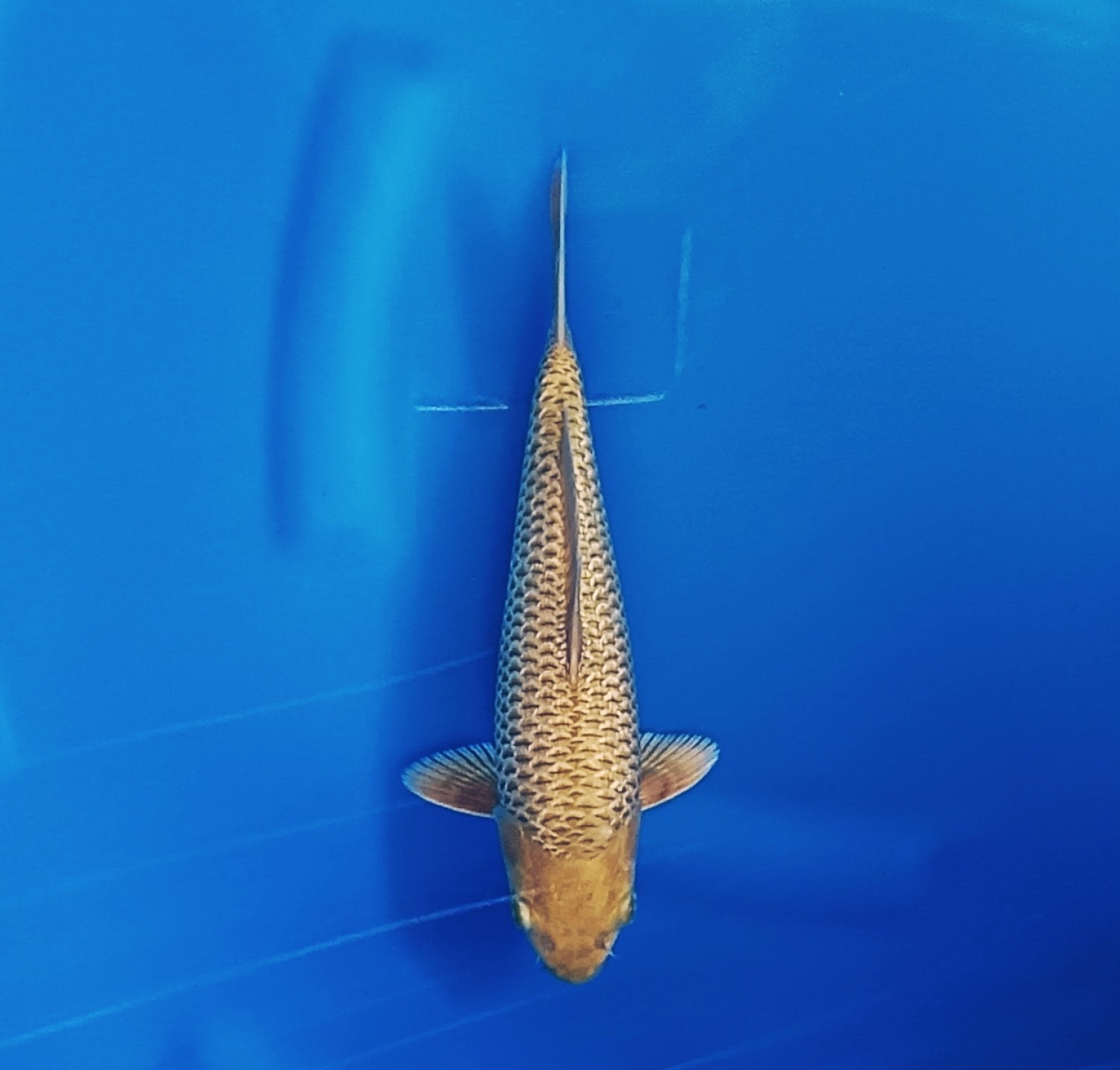 E. Kamboja Prize 21 - 25 cm
