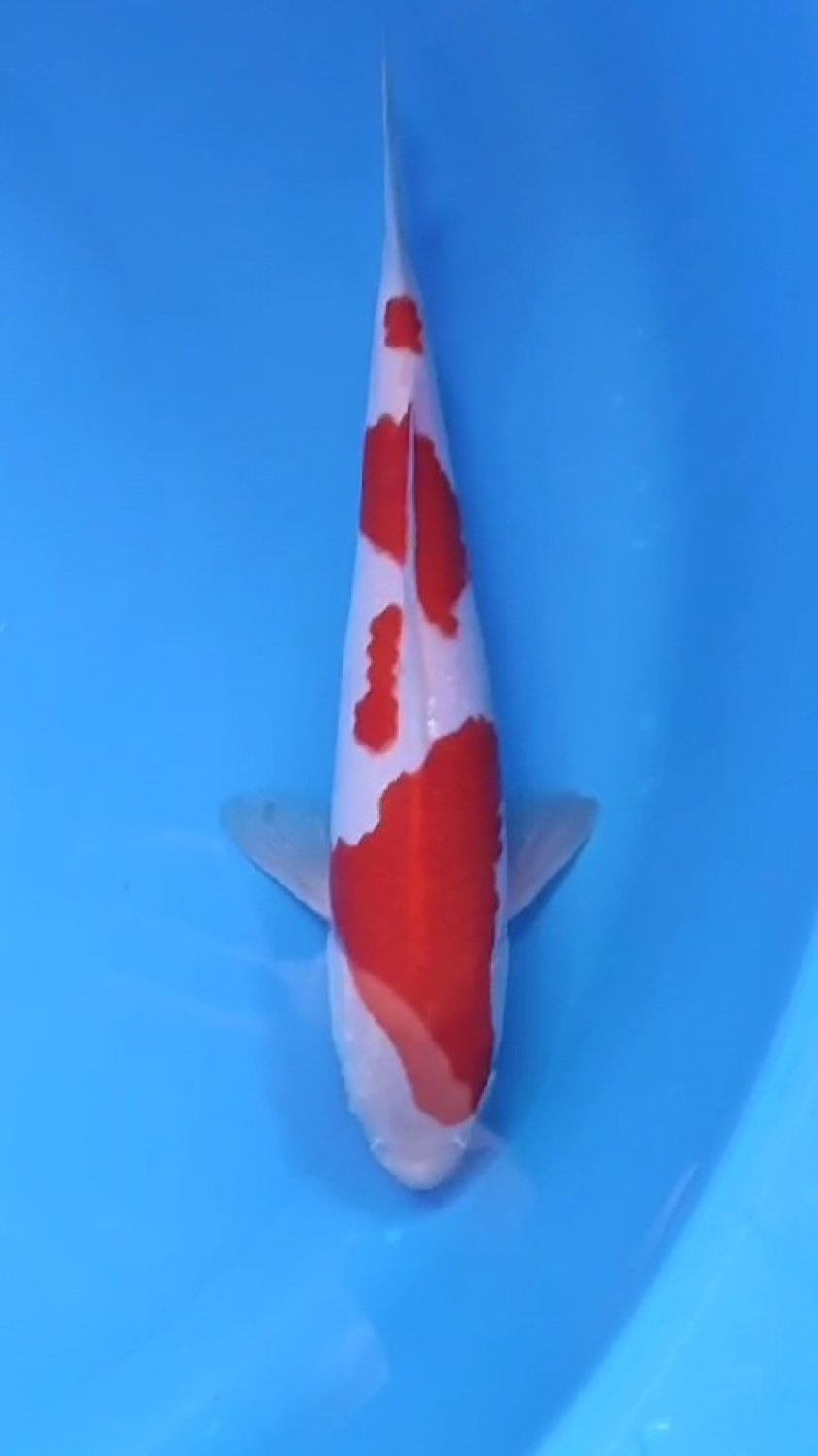 Juara 1