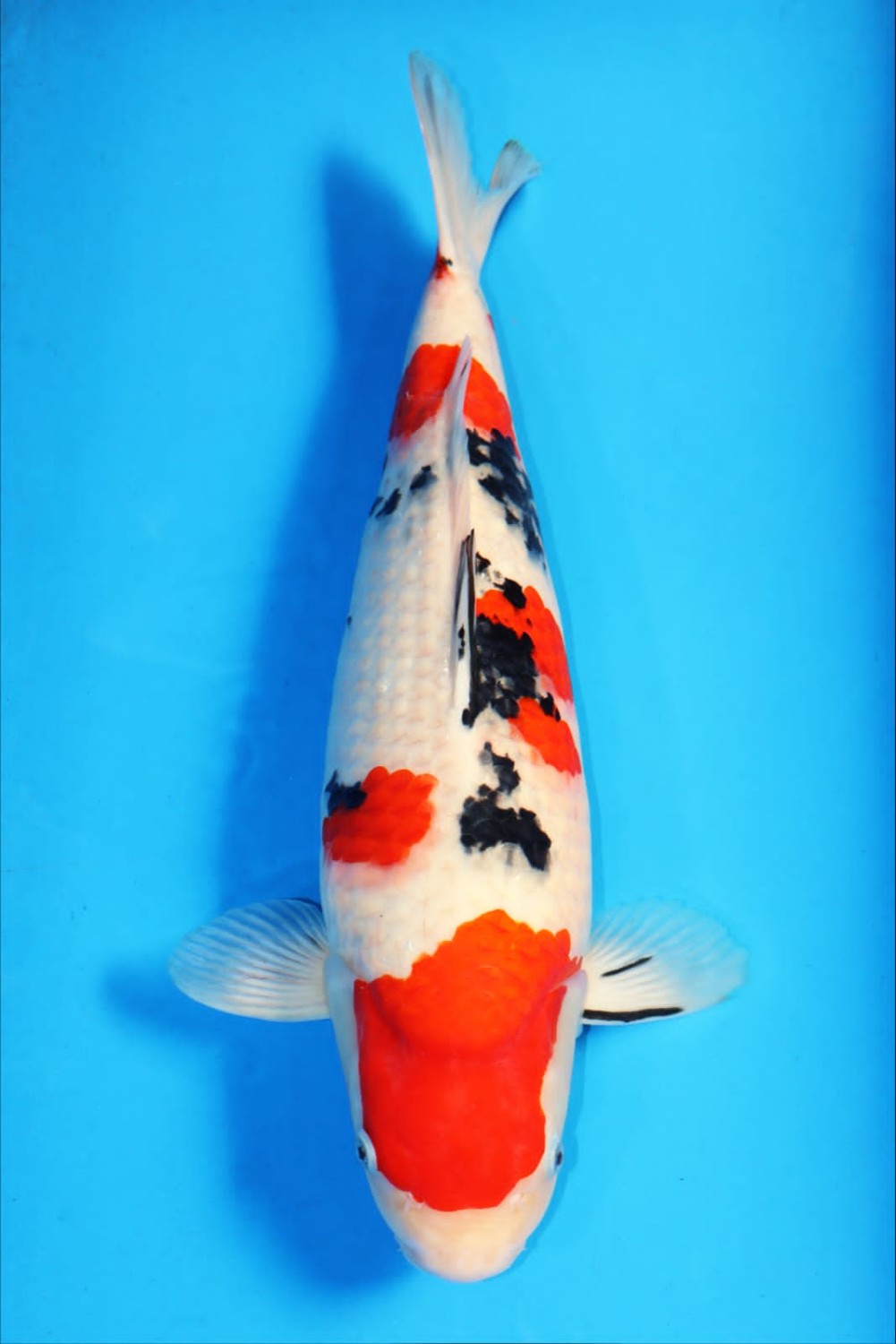 A. Adult Champion