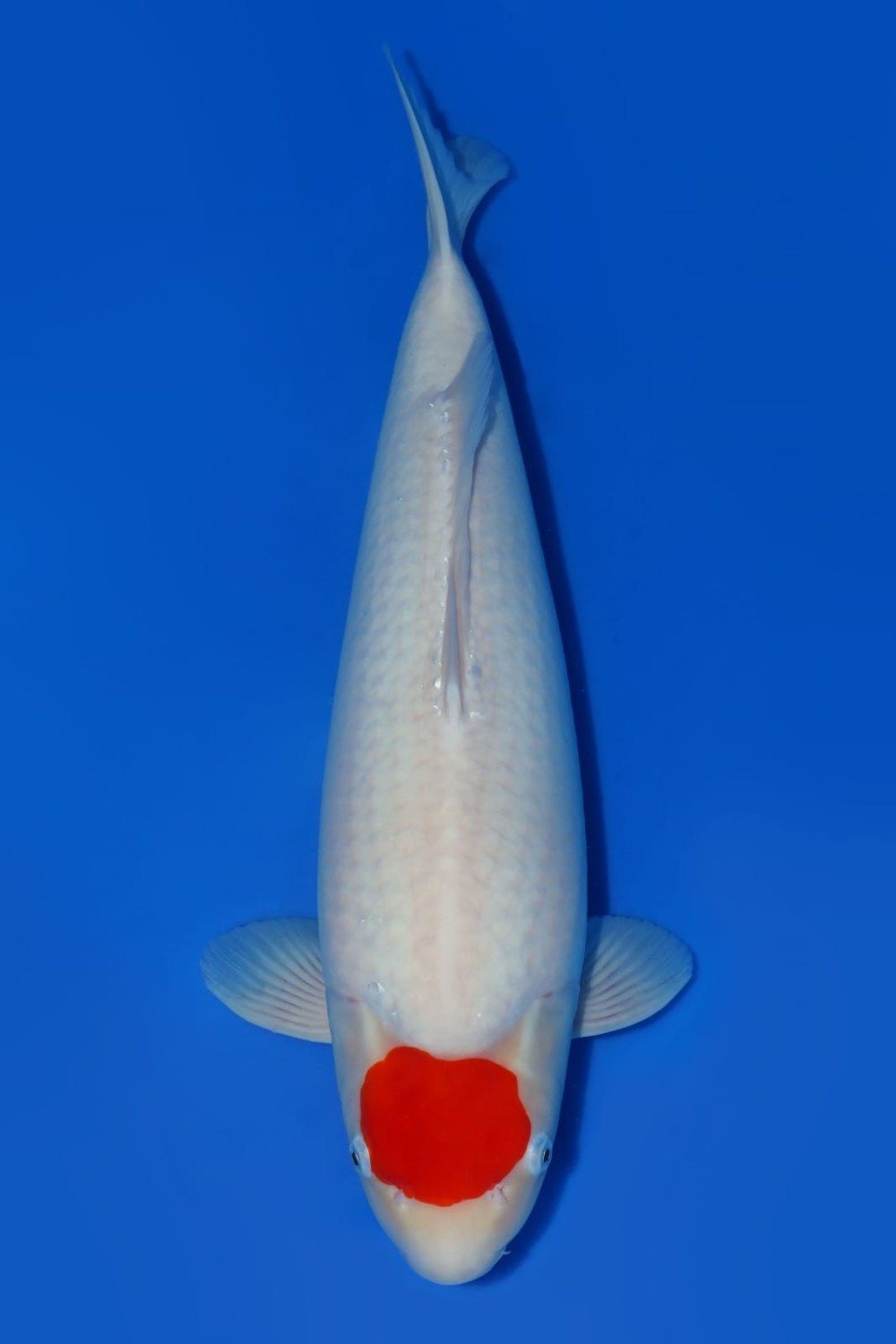C. Anggrek Adult Champion