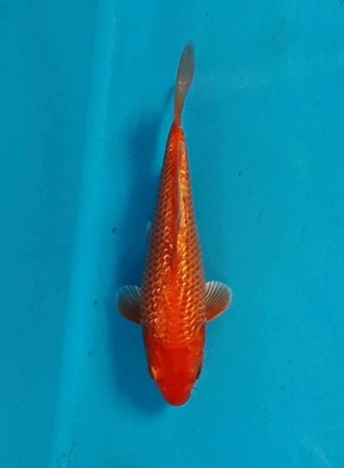 E. Kamboja Prize 13 - 15 cm