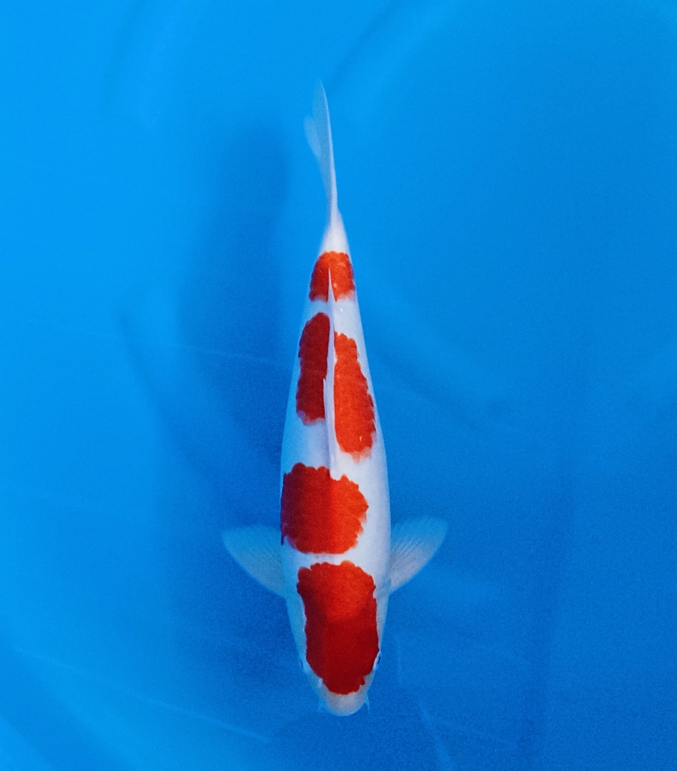 Juara 5