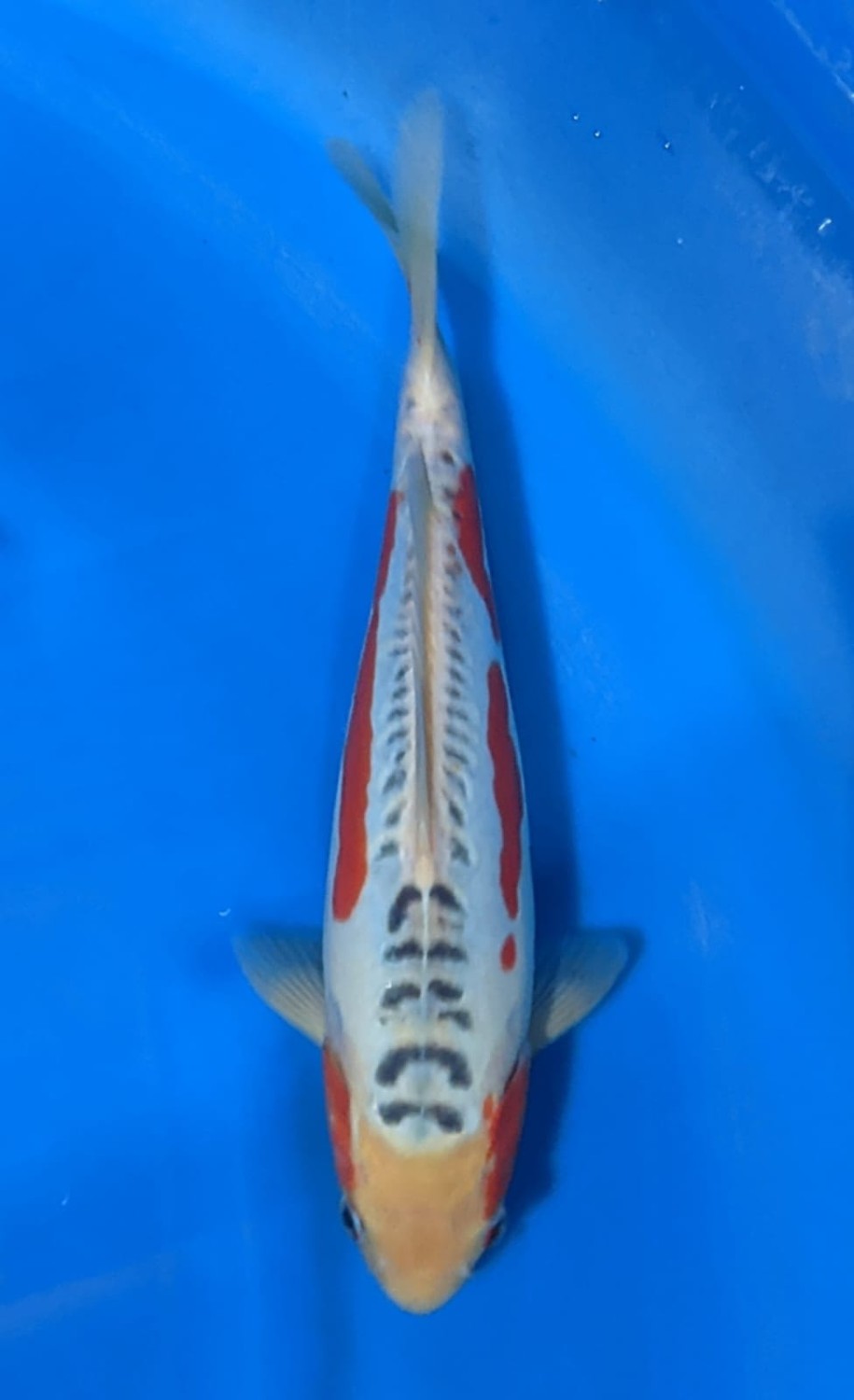Juara 5