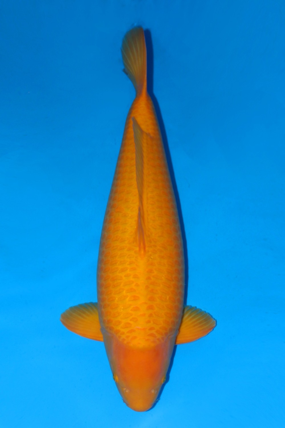 E. Kamboja Prize 71 - 75 cm