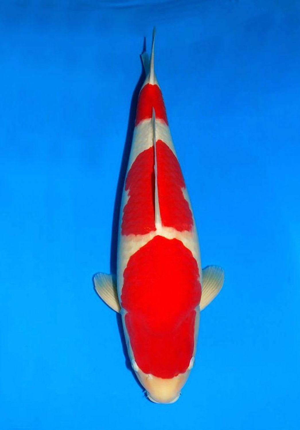 Juara 3