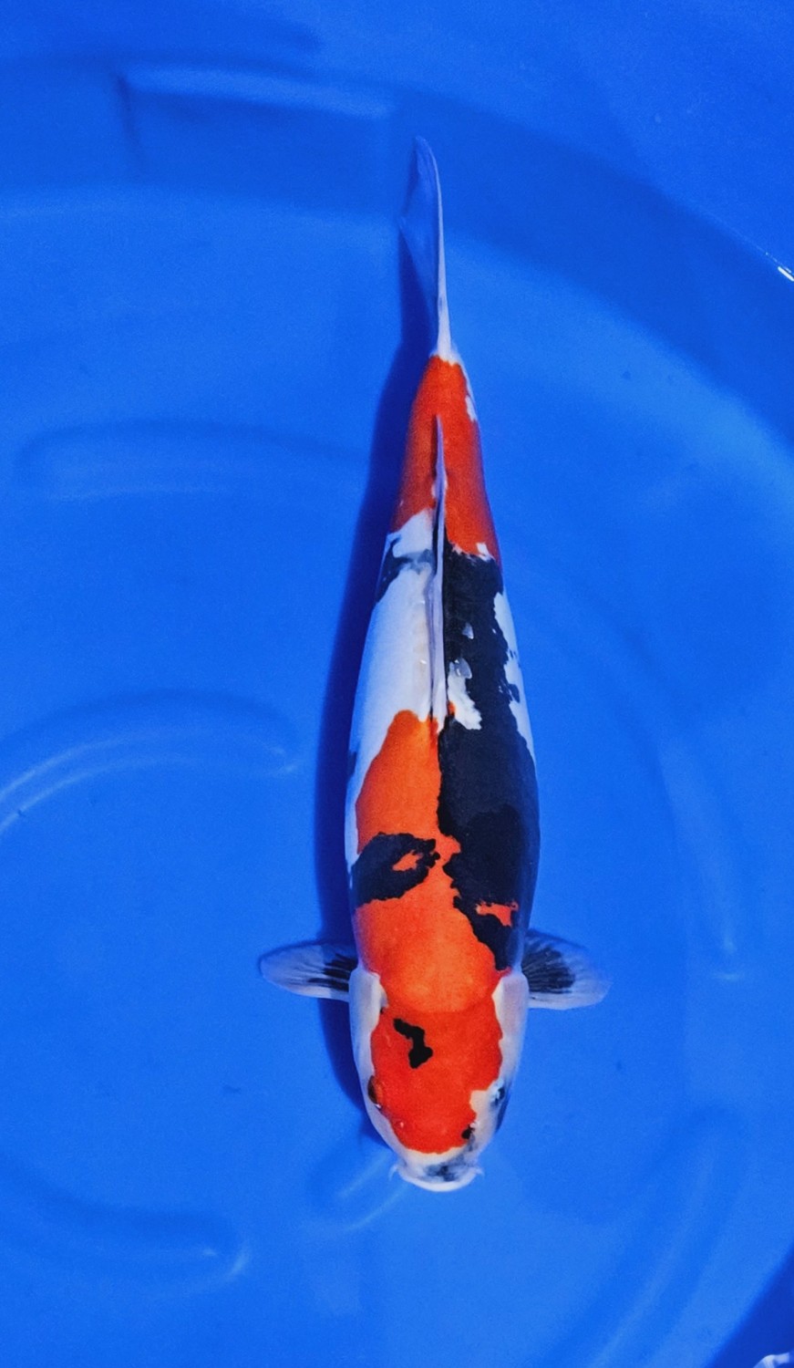 Juara 2