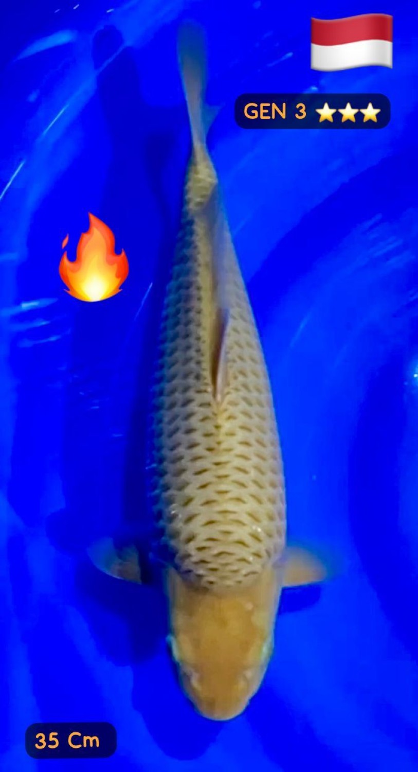 E. Kamboja Prize 31 - 35 cm
