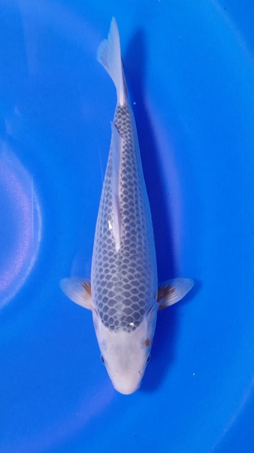 Juara 2