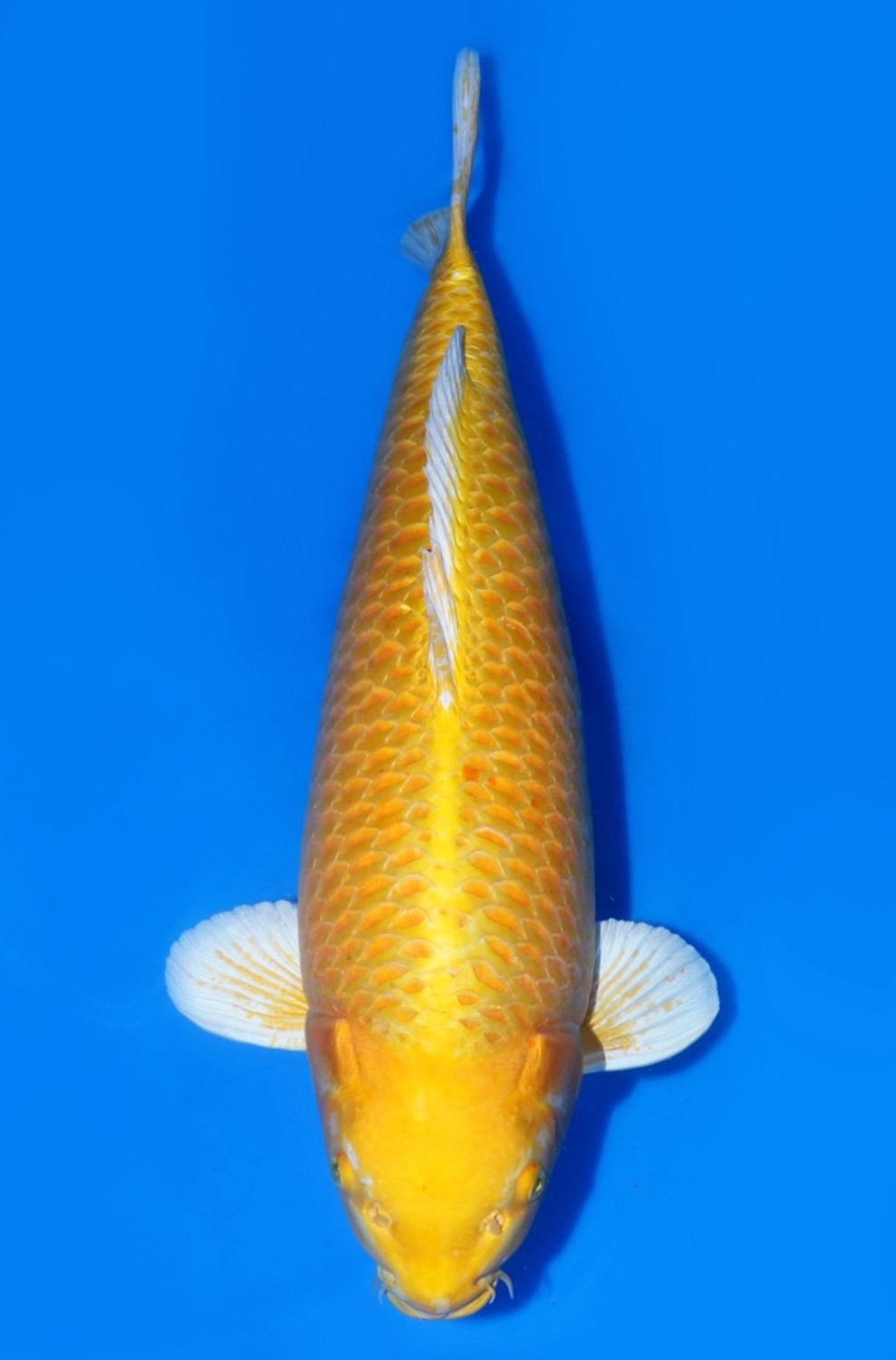 Juara 2
