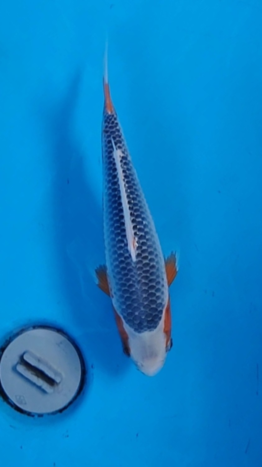 D. Cempaka Prize 21 - 25 cm