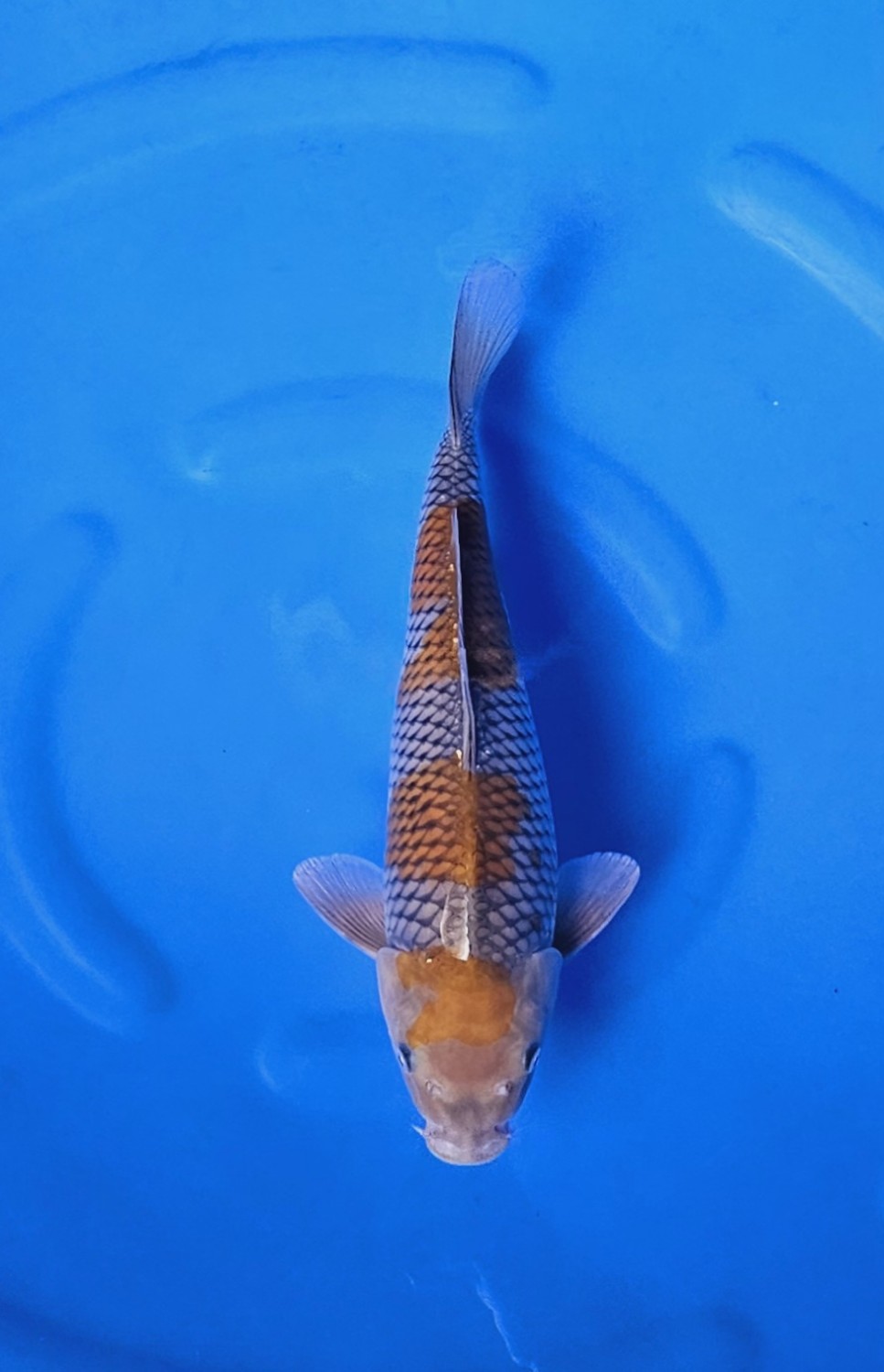 Juara 2