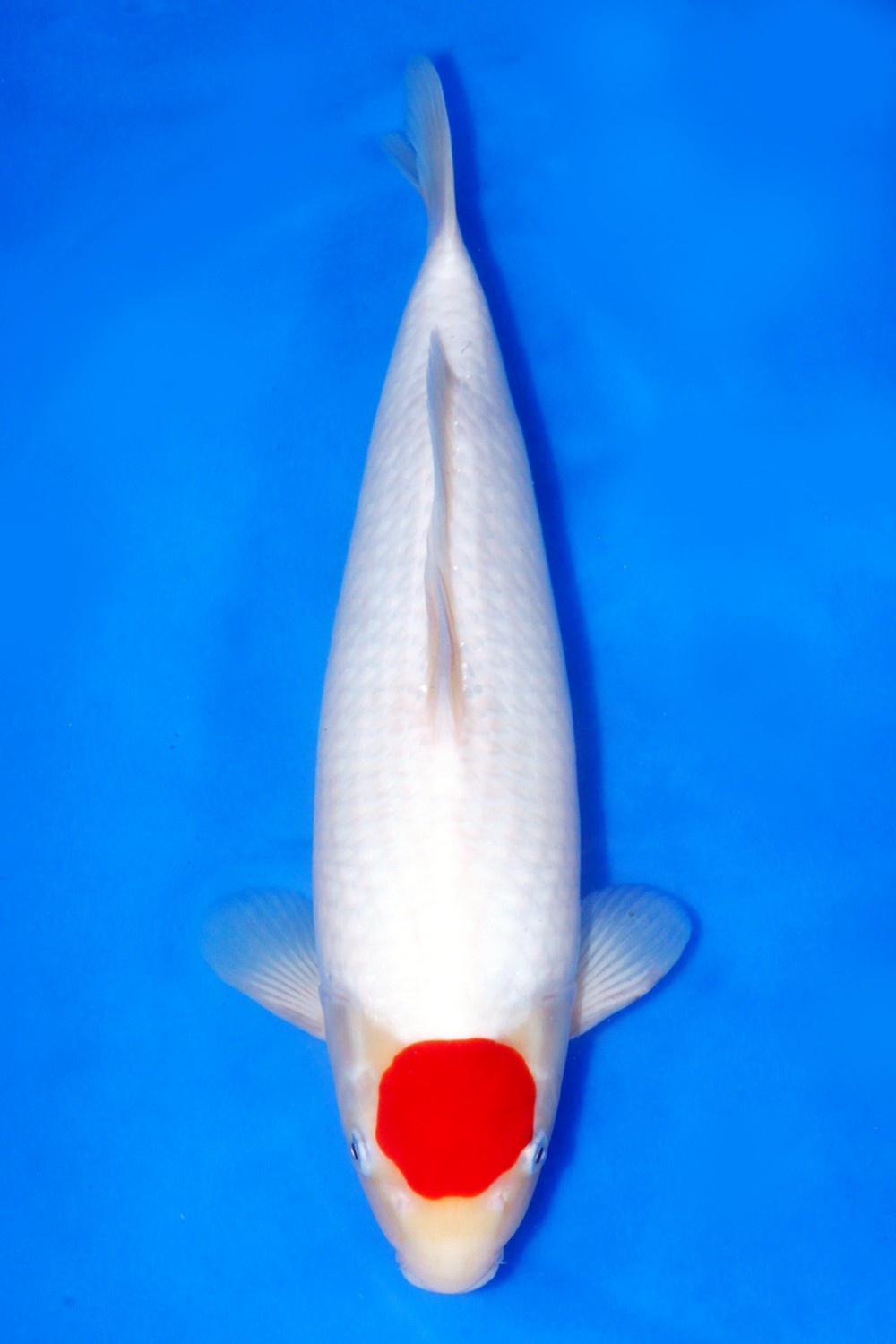 Juara 1