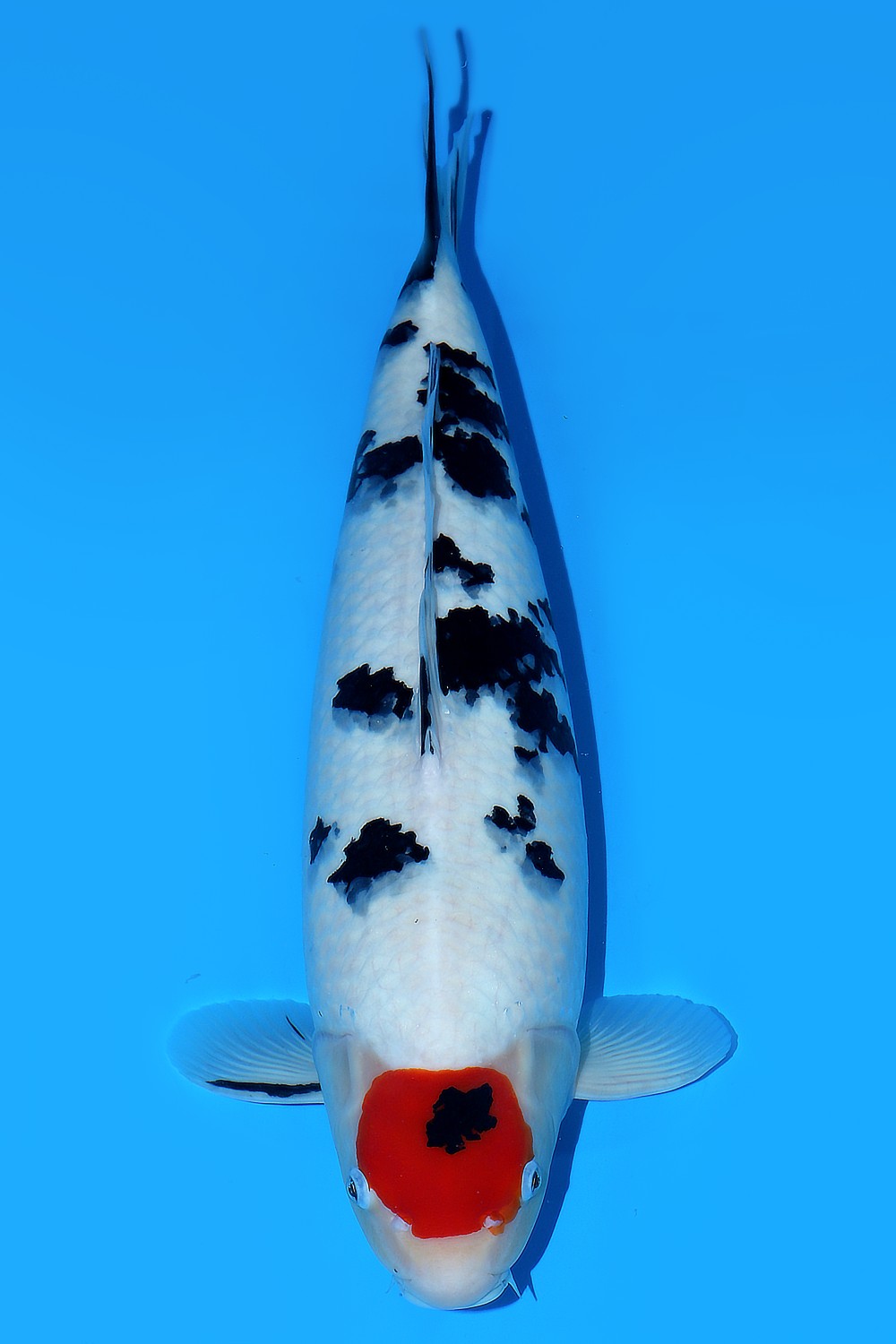 Juara 1
