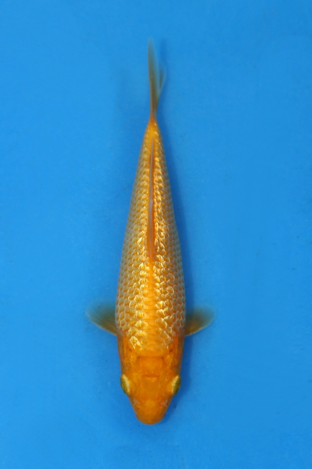 Juara 5