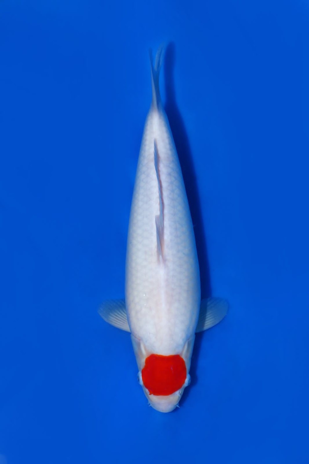 Juara 5