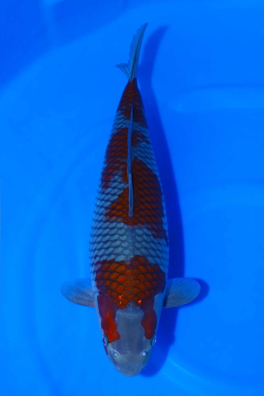 Juara 1
