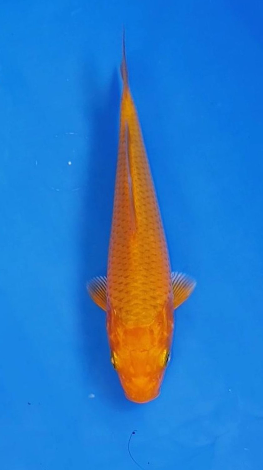 Juara 4