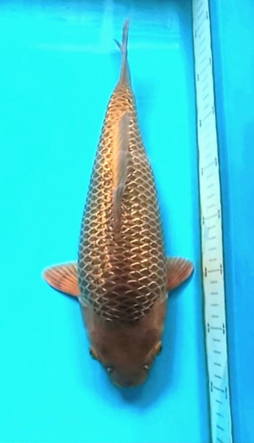 Juara 4