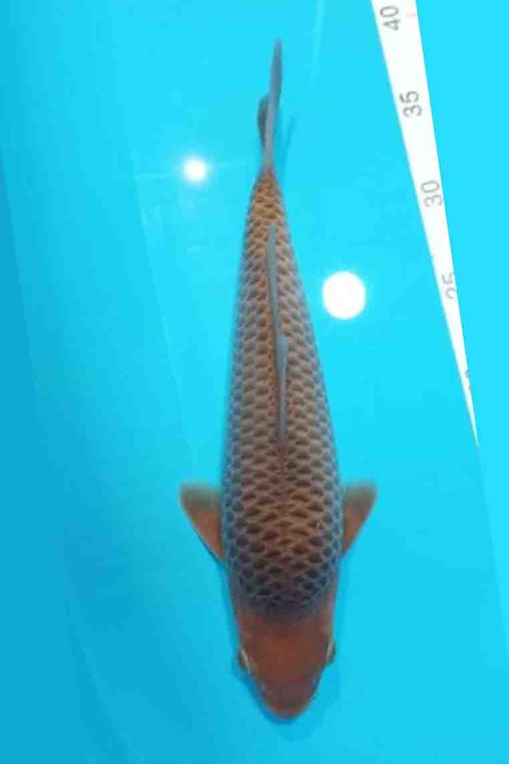 Juara 5