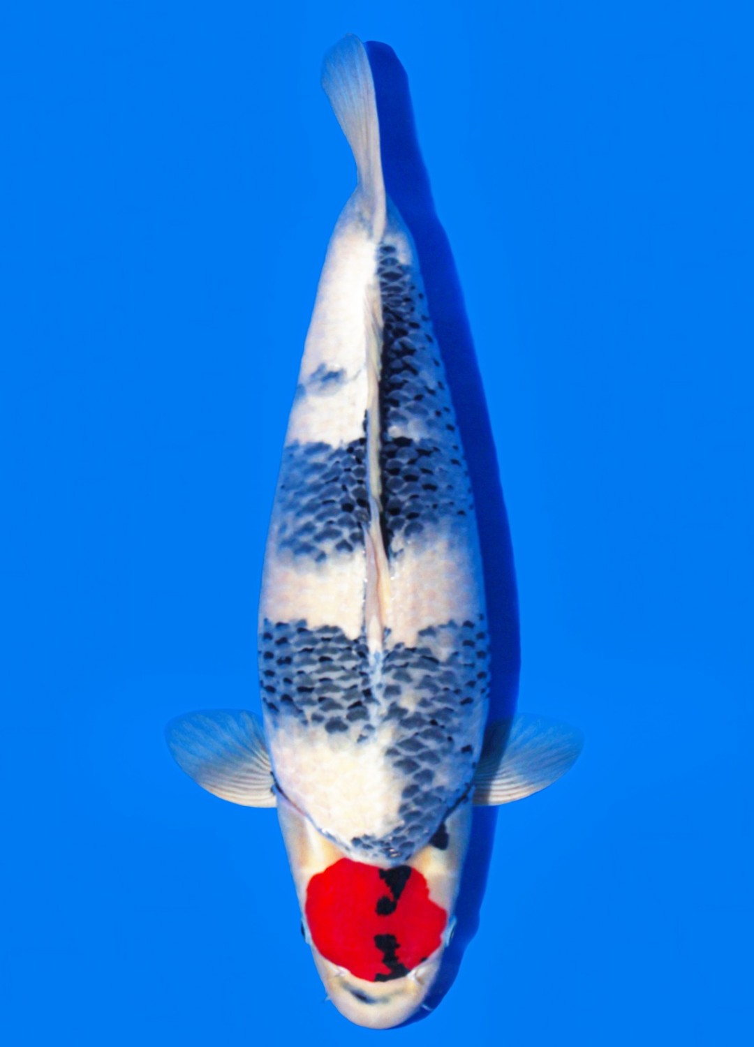 C. Anggrek Prize 61 - 65 cm