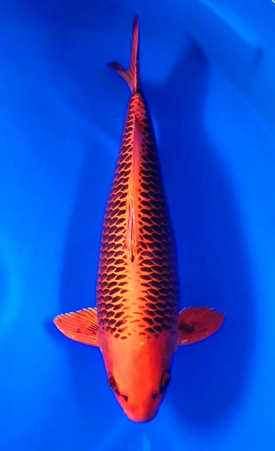 E. Kamboja Prize 51 - 55 cm