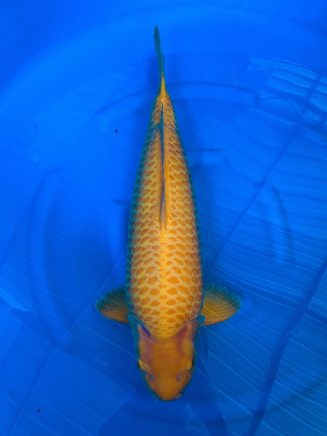 E. Kamboja Prize 56 - 60 cm