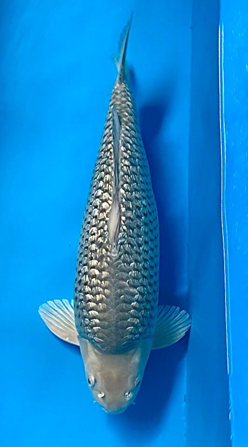 Juara 5