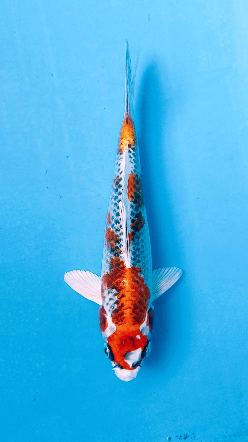 Juara 5