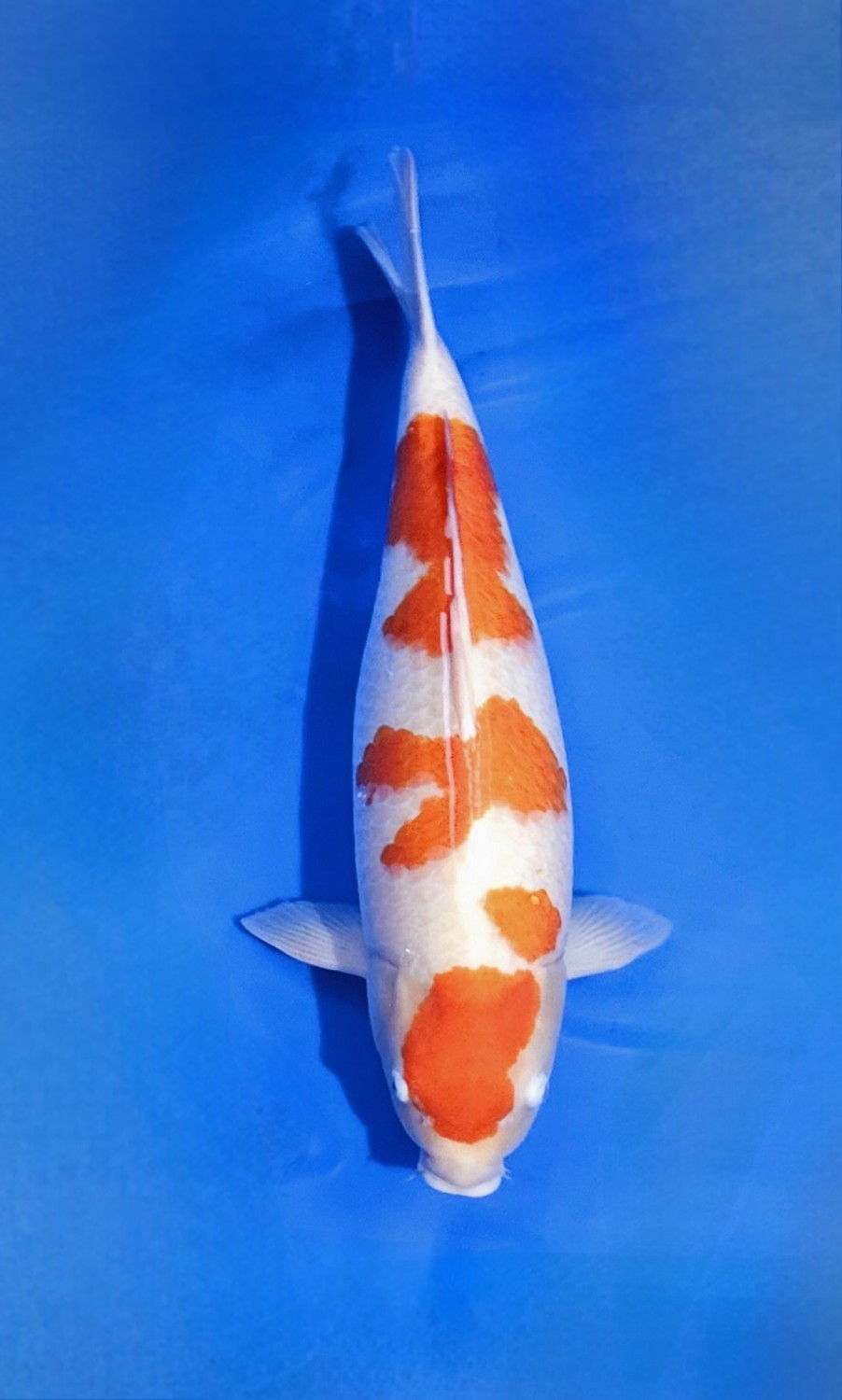 Juara 2