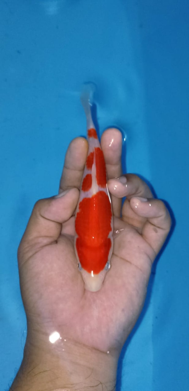 Juara 5