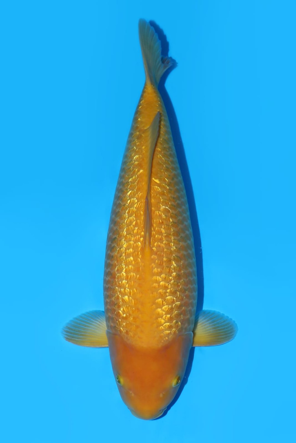 E. Kamboja Prize 61 - 65 cm