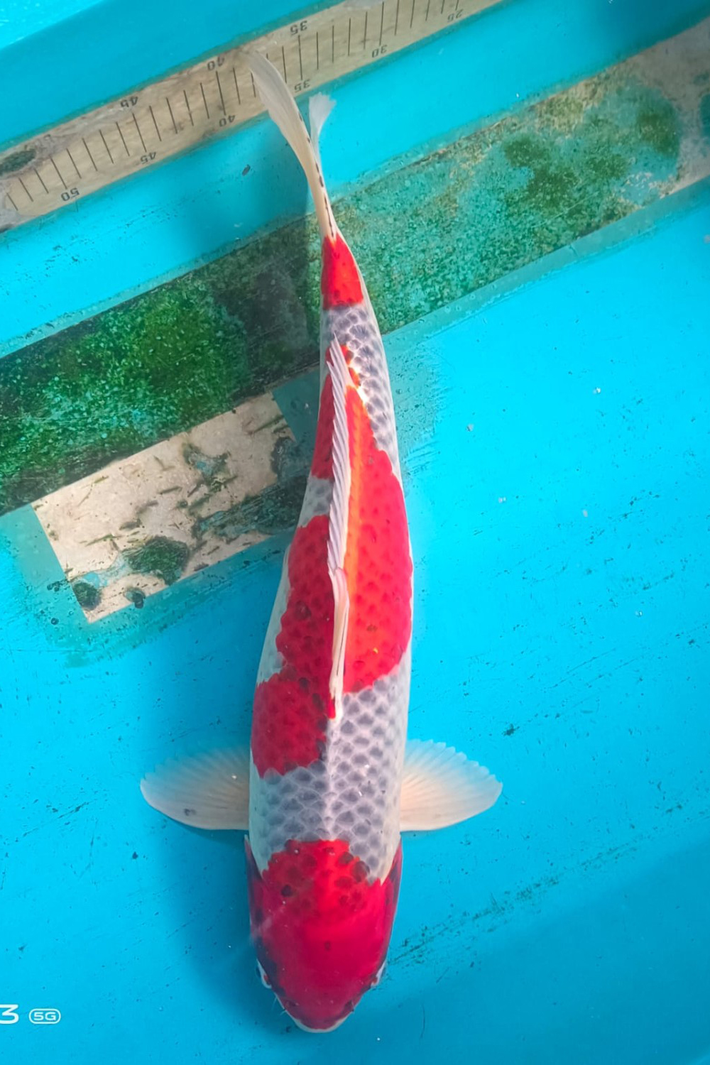Juara 4