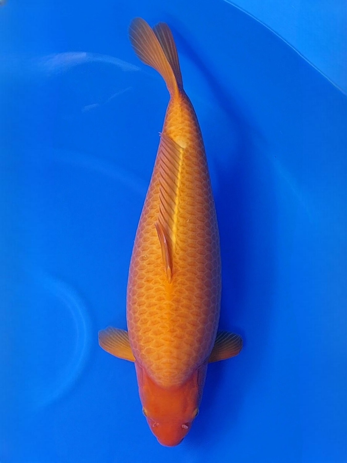 E. Kamboja Prize 66 - 70 cm