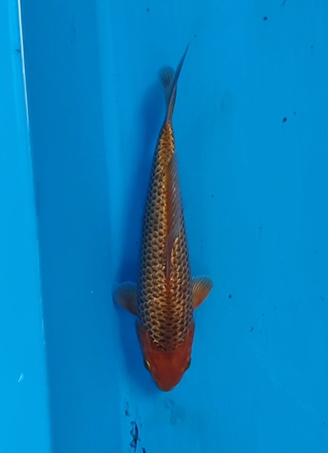 E. Kamboja Prize 16 - 20 cm