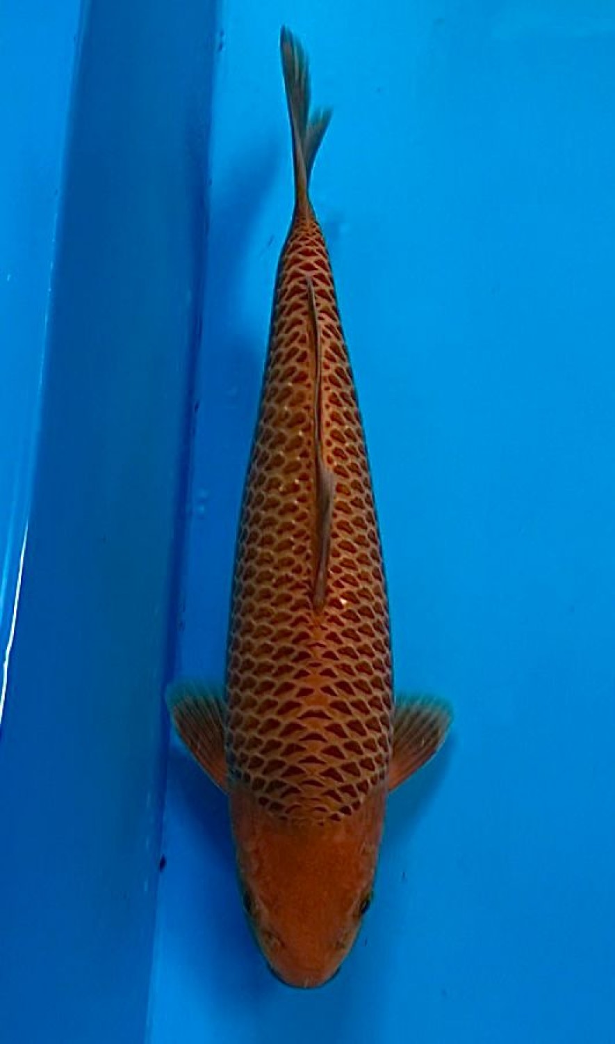 Juara 5