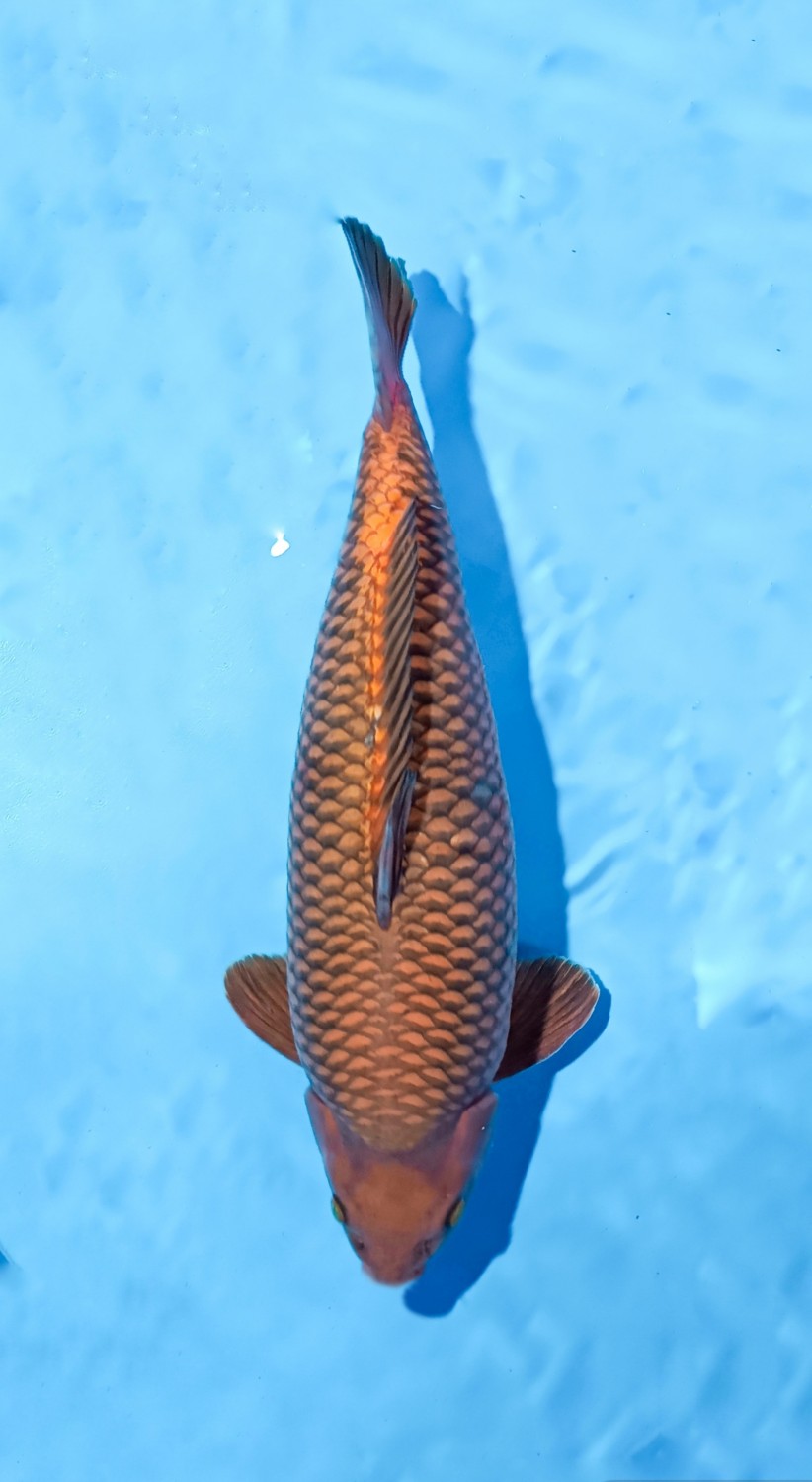 Juara 4