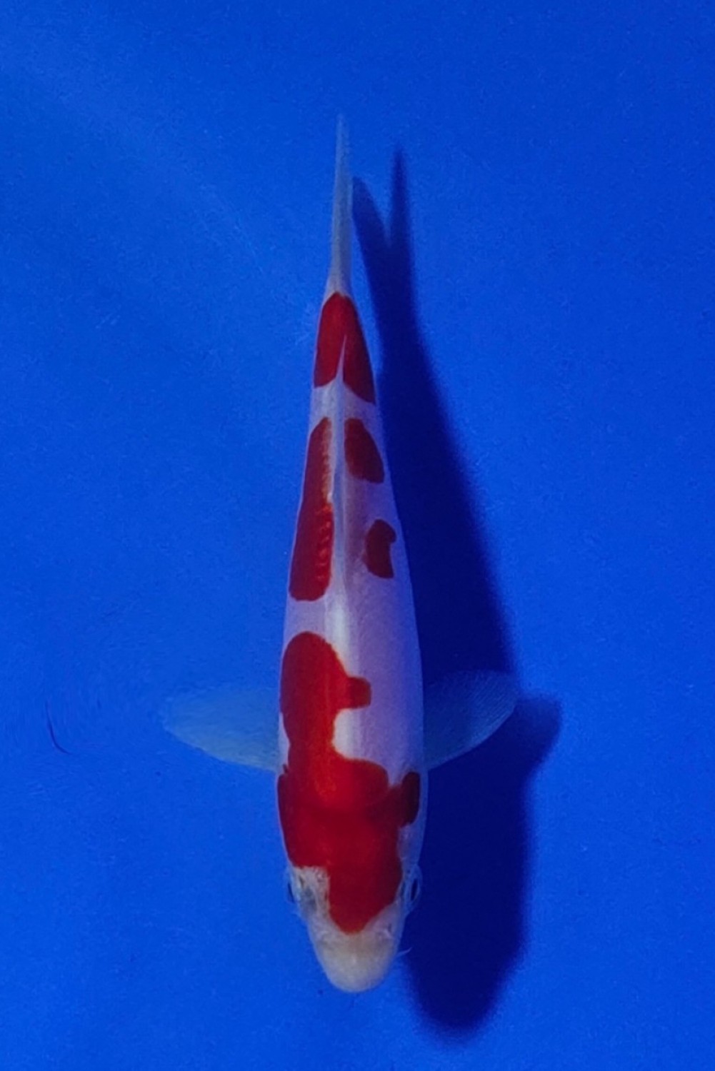 Juara 1