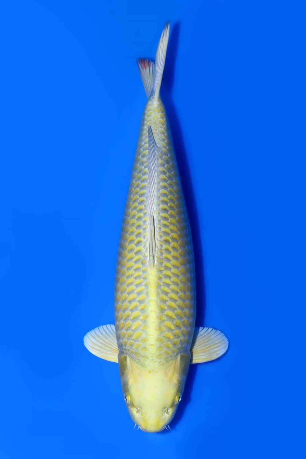 Juara 1