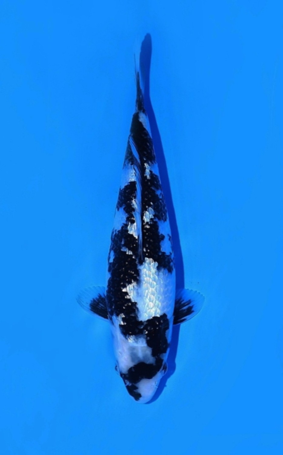 Juara 5