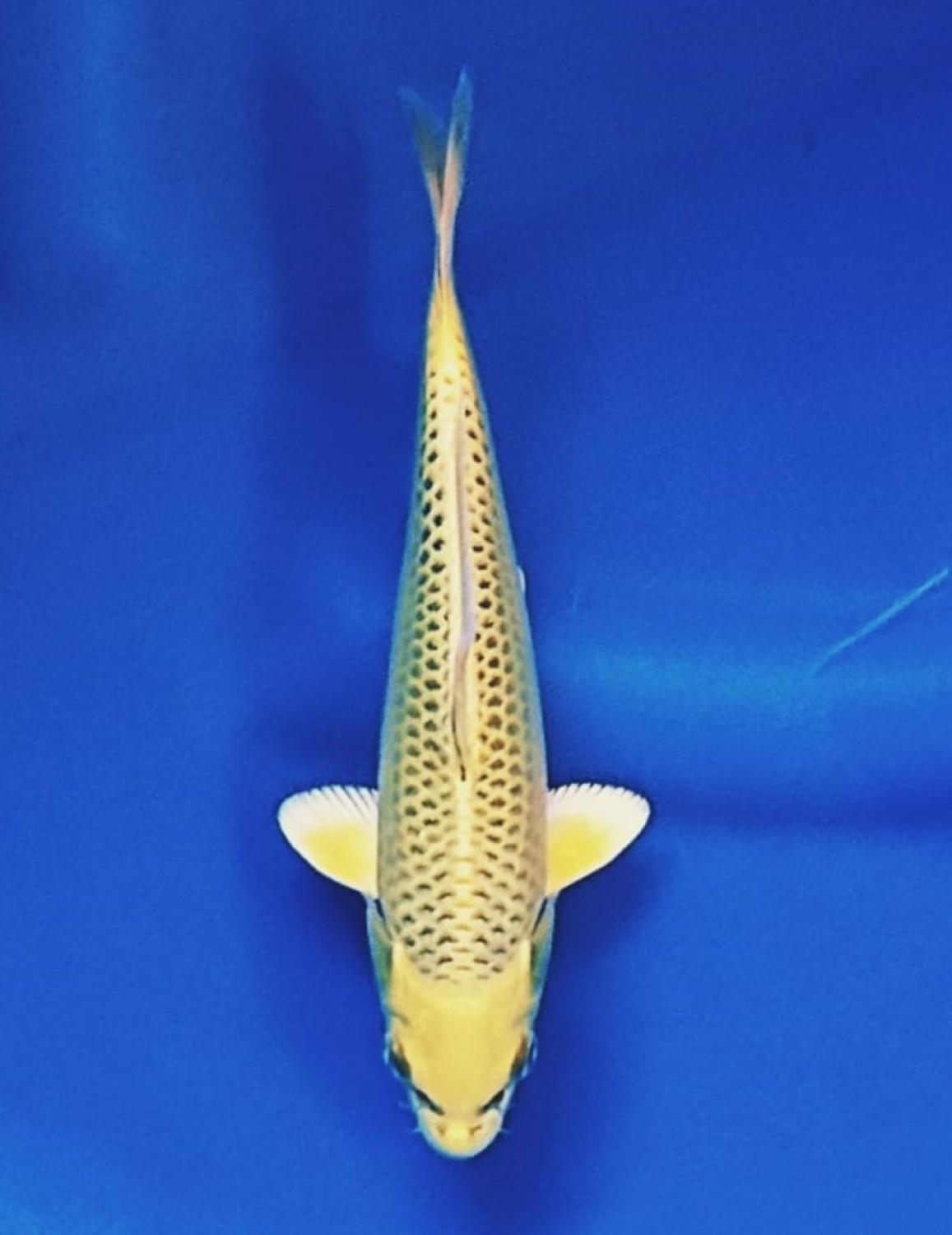 E. Kamboja Mini Champion