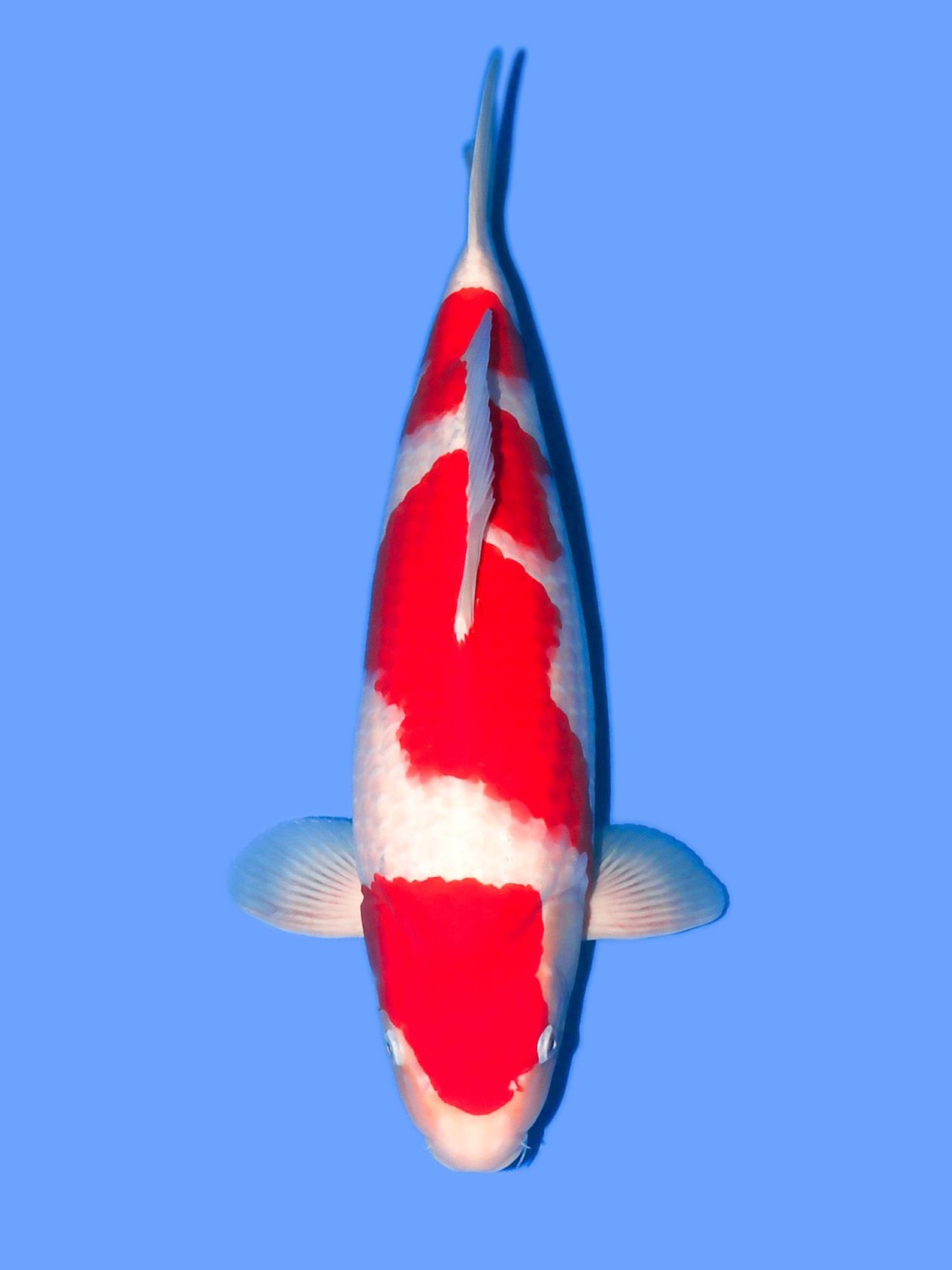 Juara 5